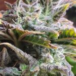 Close-up of a cannabis Indica plant with broad leaves and dense flower clusters.